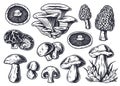 Mushroom picking. Mushrooms, fungus or fungi set