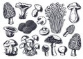 Mushroom picking. Mushrooms, fungus or fungi set