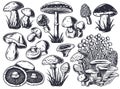 Mushroom picking. Mushrooms, fungus or fungi set Royalty Free Stock Photo