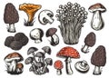 Mushroom picking. Mushrooms, fungus or fungi set