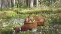 Mushroom picking in the pine forest and full baskets with boletus Royalty Free Stock Photo
