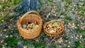 Two baskets standing on the ground in the forest next to a tree with mushrooms picked up Royalty Free Stock Photo