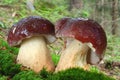 Mushroom pine bolete in moss Royalty Free Stock Photo