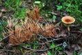 Mushroom and pine branch