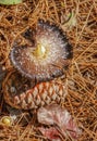 Mushroom and a pine cone among dry fallen needles and leaves in the forest Royalty Free Stock Photo