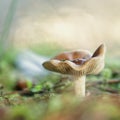 Mushroom on a beautiful day