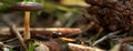 Mushroom, the pinecone and the ant on blurred green background Royalty Free Stock Photo