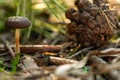 Mushroom, the pinecone and the ant on blurred green background Royalty Free Stock Photo