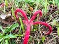 mushroom pink devil fingers like an octopus. Clathrus archeri