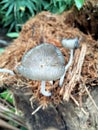 the mushroom plant on the fallen coconut tree Royalty Free Stock Photo