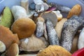Mushroom platter. A lot of mushrooms in a heap Royalty Free Stock Photo