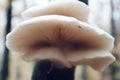 Mushroom Royalty Free Stock Photo