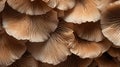 Mushroom Pleurotus ostreatus. Seamless texture. Generative AI