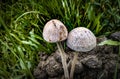 Mushroom Poisonous Two Mushrooms Close-up