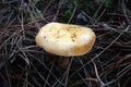 Mushroom in the Polygoon wood in Zonnebeke (Flanders, Belgium)