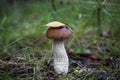 Mushroom porcini on moss in forest. Royalty Free Stock Photo