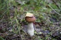 Mushroom porcini on moss in forest. Royalty Free Stock Photo