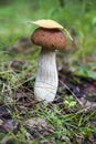 Mushroom porcini on moss in forest. Royalty Free Stock Photo