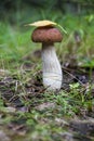 Mushroom porcini on moss in forest. Royalty Free Stock Photo