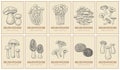 Mushroom poster. Engraved market background. Organic natural food label. Gourmet truffle or morel. Champignon and Royalty Free Stock Photo