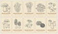 Mushroom poster. Engraved market background. Organic natural food label. Gourmet truffle or morel. Champignon and boletus in Royalty Free Stock Photo