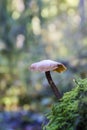 Single mushroom grows out of a mossy hill; Royalty Free Stock Photo