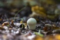 Mushroom puffball in the woods in the fall among the dry twigs, Royalty Free Stock Photo