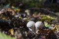 Mushroom puffball in the woods in the fall among the dry twigs, Royalty Free Stock Photo