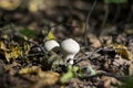 Mushroom puffball in the woods in the fall among the dry twigs, Royalty Free Stock Photo