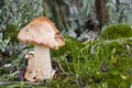 Mushroom after rain