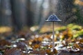 Mushroom in rain Royalty Free Stock Photo