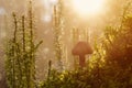 Mushroom rain. Background in the form of mushroom, Sunny day and Royalty Free Stock Photo