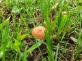 mushroom rain in late spring Royalty Free Stock Photo