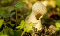 Mushroom raincoat in the autumn forest