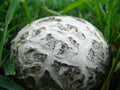 Mushroom raincoat