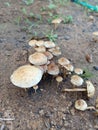 Mushroom on rainy days in Java Royalty Free Stock Photo