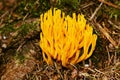Mushroom Ramaria fagetorum in moss