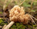 Mushroom Ramaria formosa in the forest. Royalty Free Stock Photo