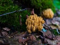 Mushroom ramaria horned in the form of corals on a fallen tree. Mushrooms close-up Royalty Free Stock Photo