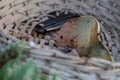 Mushroom and razor in wicker basket Royalty Free Stock Photo