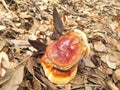 Mushroom red-brown Lacquered bracket or Ganoderma lucidum lies on the ground Royalty Free Stock Photo