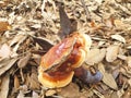 Mushroom red-brown Lacquered bracket or Ganoderma lucidum lies on the ground Royalty Free Stock Photo