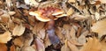 Mushroom red-brown Lacquered bracket or Ganoderma lucidum Royalty Free Stock Photo