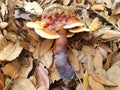 Mushroom red-brown Lacquered bracket or Ganoderma lucidum Royalty Free Stock Photo