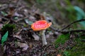 Mushroom with Red Cap and White Dots, Poisonous, Hallucinogen, Fly Agaric, Amanita Muscaria