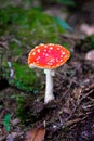 Mushroom with Red Cap and White Dots, Poisonous, Hallucinogen, Fly Agaric, Amanita Muscaria