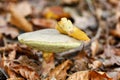 Mushroom Red Cracking Bolete