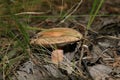 Mushroom Red, edible mushroom Lactarius sect. Deliciosi