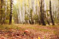 Mushroom red fly agaric in the autumn birch forest.