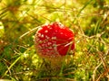 mushroom red fly agaric. poisonous mushroom, close-up.